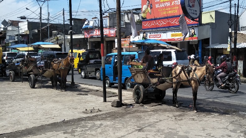 Kasihan Kusir Delman Padalarang KBB, Aktivitas Dibatasi tapi Tidak Dapat Kompensasi