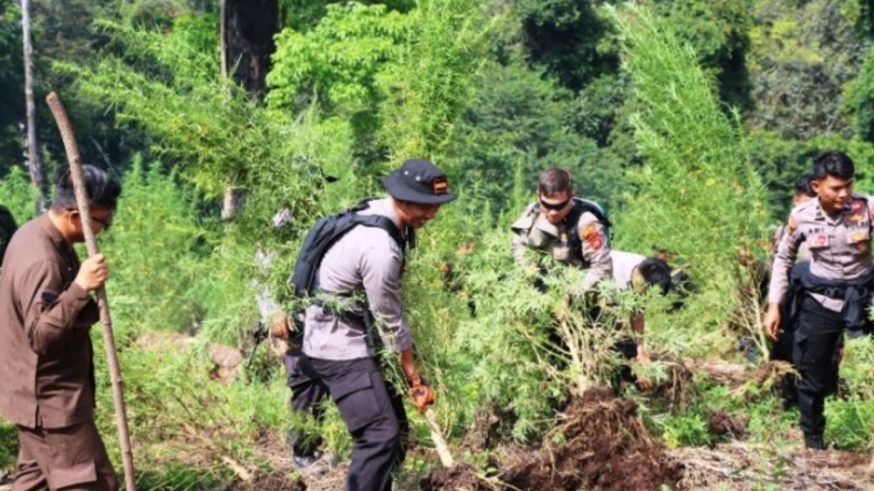 Petugas Gabungan Musnahkan 40 Hektare Ladang Ganja di Nagan Raya Aceh