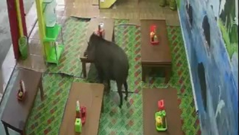 Viral Babi Hutan Masuk Kedai Bakso di Garut, Warga Hendak Buka Puasa Panik