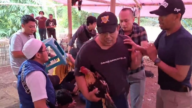 Polisi Gerebek Judi Sabung Ayam di Katapang Bandung, 15 Orang Ditangkap