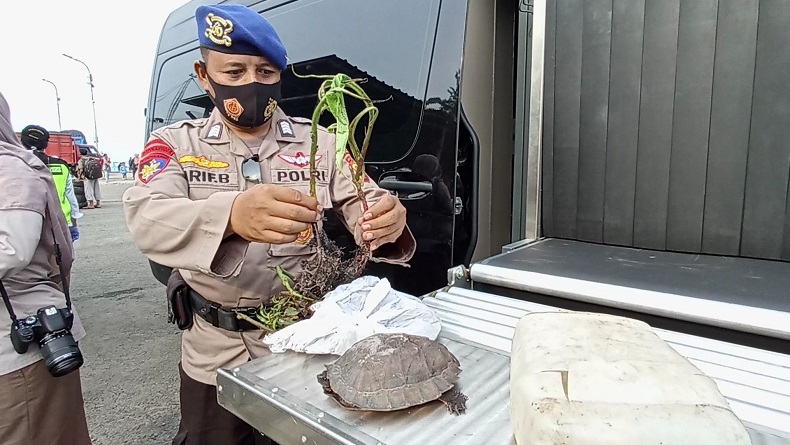 Tiba di Pelabuhan Kendal, Penumpang KMP Kalibodri Kedapatan Bawa Kura-Kura
