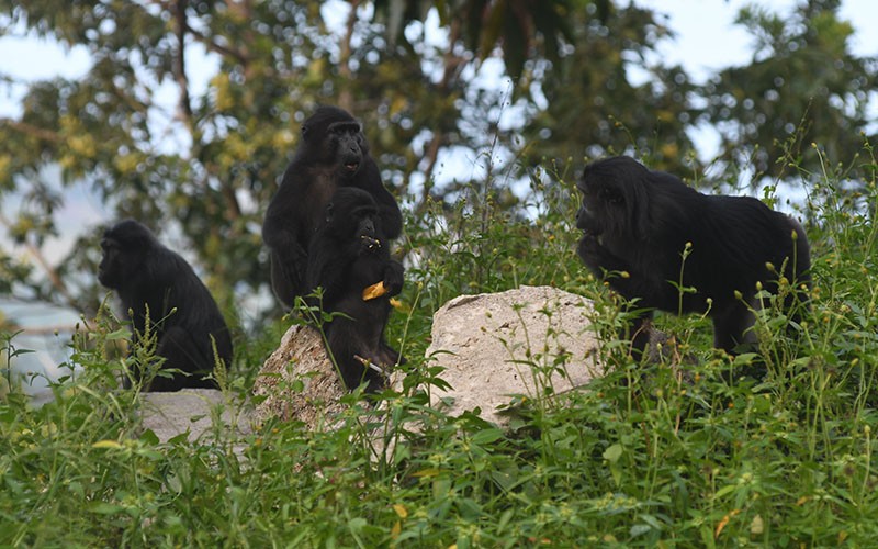 Banyak Kera Hitam Turun ke Jalan Trans Sulawesi, Pemudik Diimbau Hati-Hati - Bagian 2