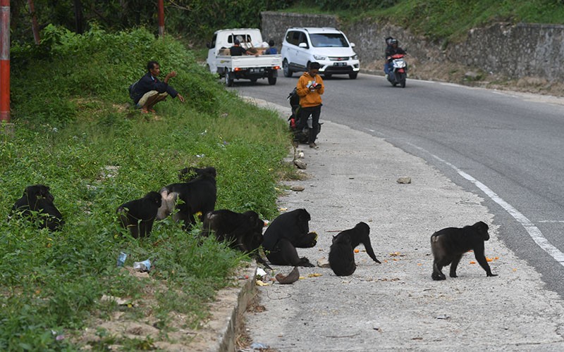 Banyak Kera Hitam Turun ke Jalan Trans Sulawesi, Pemudik Diimbau Hati-Hati - Bagian 1