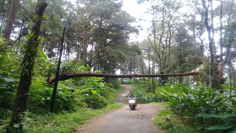 Sebulan Ambruk, Pohon Tumbang di Pemalang Tak Kunjung Dievakuasi