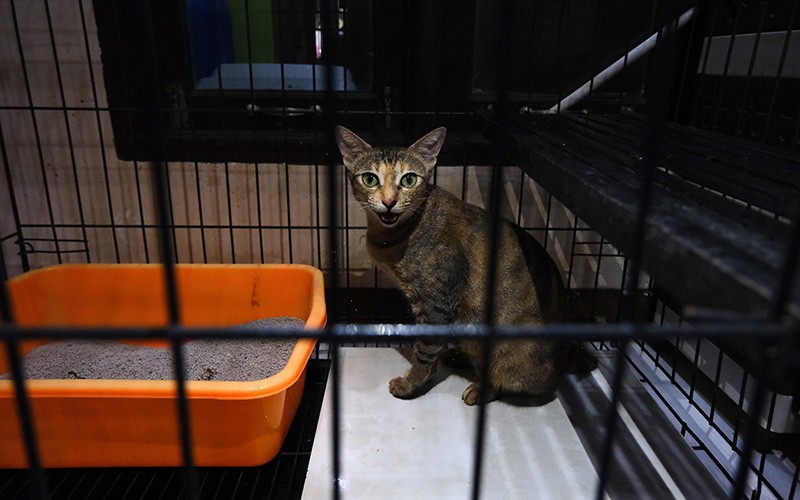 Suasana Penitipan Kucing Ditinggal Pemilik Mudik Lebaran - Bagian 2