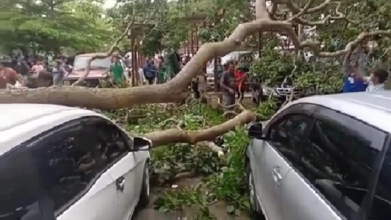 Puting Beliung, 2 Mobil Pengunjung Candi Muaro Jambi Tertimpa Pohon Tumbang 