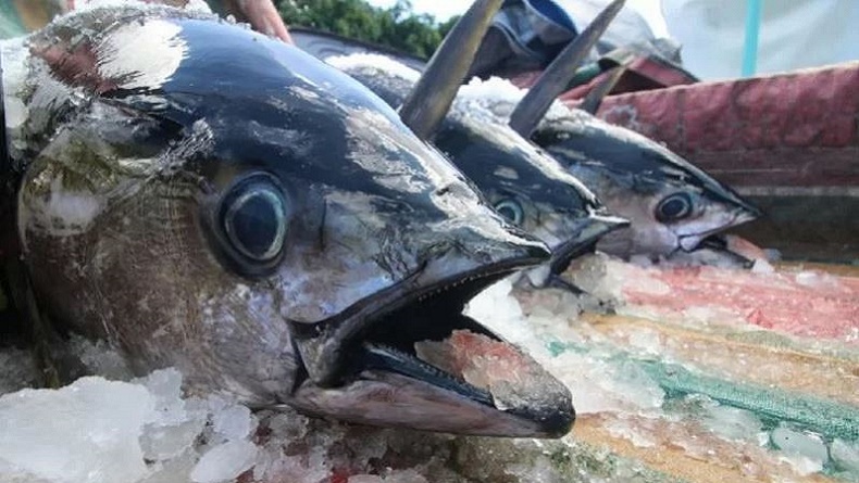 Wow, Sulut Ternyata Provinsi Penghasil Ikan Tuna Terbesar di Indonesia