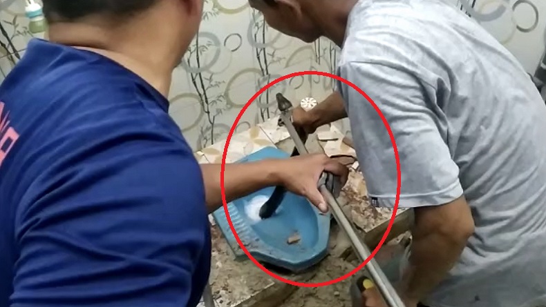 title Ular Piton Nongol dari Lubang Kloset, Pemilik Rumah Ketakutan Ular Piton Nongol dari Lubang Kloset, Pemilik Rumah Ketakutan