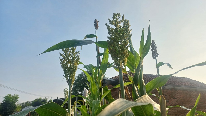 Komoditas Ini Akan Geser Gandum Impor di Purwakarta, Pemkab Bantu Budi Daya