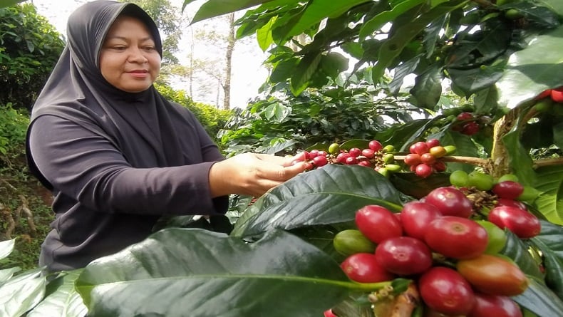 Kopi Gununghalu KBB Jadi Incaran Tengkulak, Kerap Paksa Petani Jual Komoditas