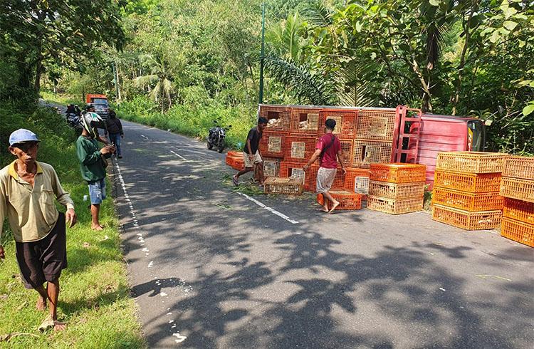 Pulang Merumput, Kakek di Gunungkidul Tewas Tertimpa Boks Berisi Ribuan Ayam