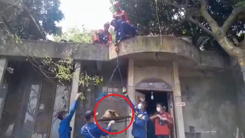 3 Ekor Anjing Peliharaan Dokter Wayan Dievakuasi dari Rumah Mewah di Klari Karawang