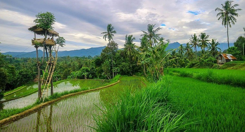 Kampung Unik di Bali, Singgah ke Desa Sudaji yang Subur Tempat Terbaik untuk Meditasi 