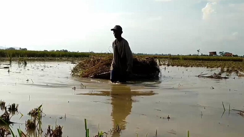700 Hektare Sawah Terendam Banjir Luapan Sungai Citanduy Pangandaran