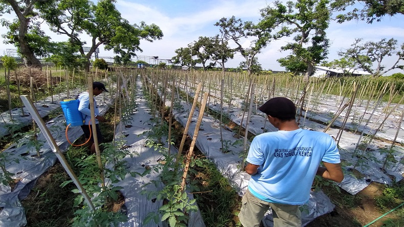 Warga Binaan Penghuni Lapas Kendal Diajari Budi Daya Tomat