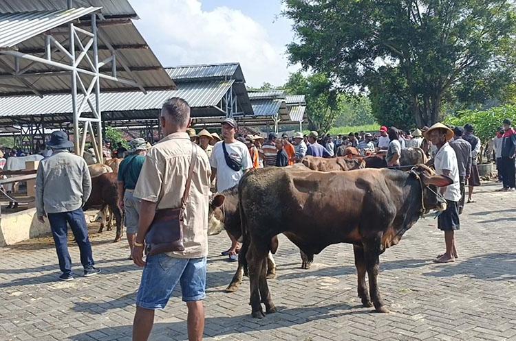  Penyakit LSD Marak Lagi di Gunungkidul, Sudah Ada 680 Kasus 