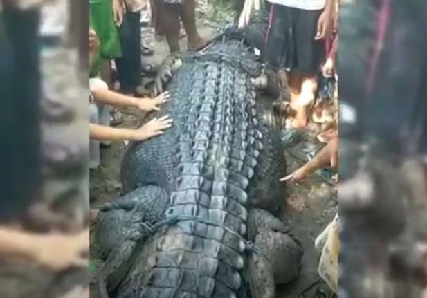 Kerap Teror Warga, Ini Penampakan Buaya Raksasa di Lombok Tengah yang Ditangkap