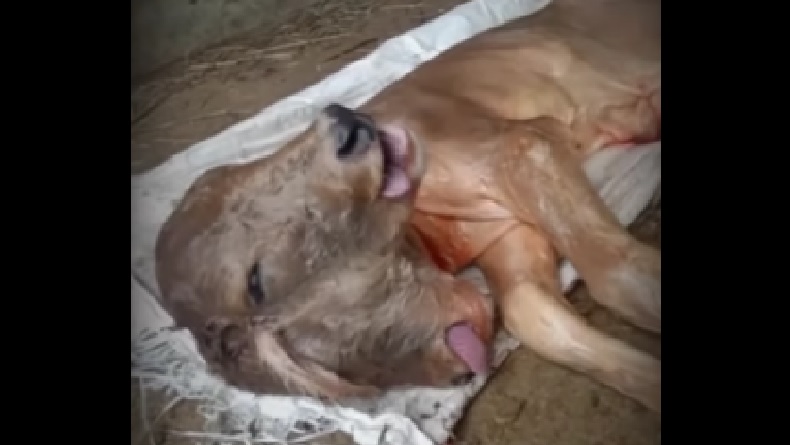 Bayi Sapi Berkepala 2 Gegerkan Warga Banjarbaru, Mati usai 17 Jam Hidup