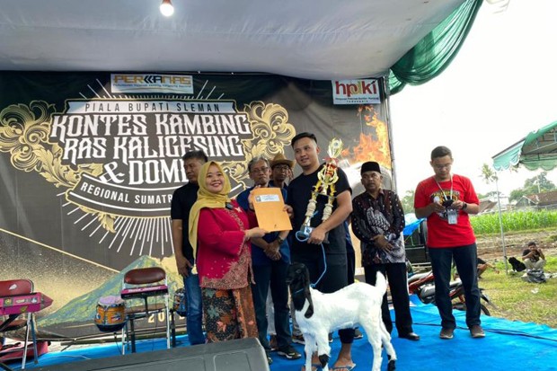 Kontes Kambing Peranakan Etawa di Sleman Diserbu Peserta