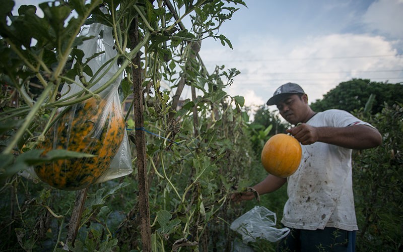 Panen Semangka Golden, Harga Rp10.000 per Kilogram - Bagian 2
