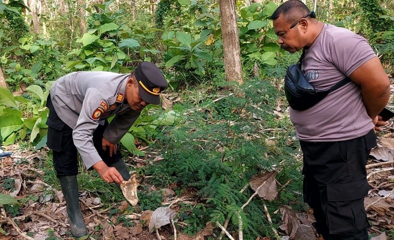 Kerangka Manusia di Area Perkebunan PTPN XII Gegerkan Warga Banyuwangi