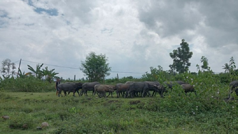 Demi Keselamatan Penerbangan, Petugas Bongkar Kandang Kerbau di Area Bandara Lombok