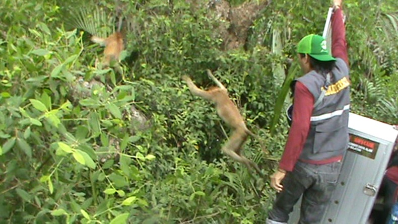 Konflik dengan Manusia, 8 Bekantan di Batola Diungsikan ke Pulau Kaget