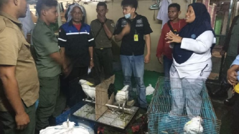 Puluhan Satwa Langka Diamankan dari KM Sirimau saat Sandar di Dermaga Saumlaki Maluku
