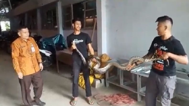 title Bikin Heboh Santri, Ular Piton 3 Meter Masuk Pondok Pesantren Bikin Heboh Santri, Ular Piton 3 Meter Masuk Pondok Pesantren