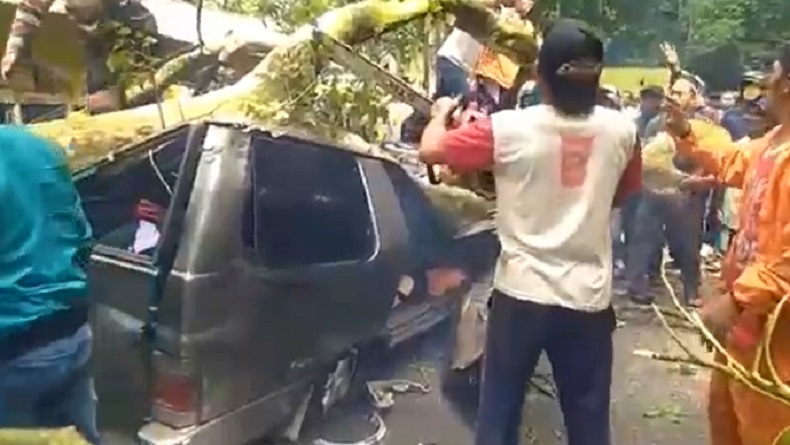 Mobil Angkut Satu Keluarga Tertimpa Pohon di Jember, 1 Orang Tewas