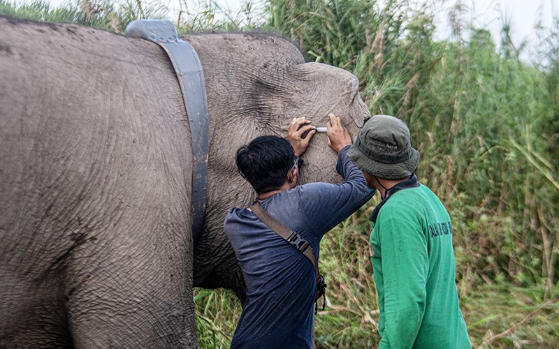 Mitigasi Konflik, Gajah Sumatera Liar Dipasang Kalung GPS - Bagian 2