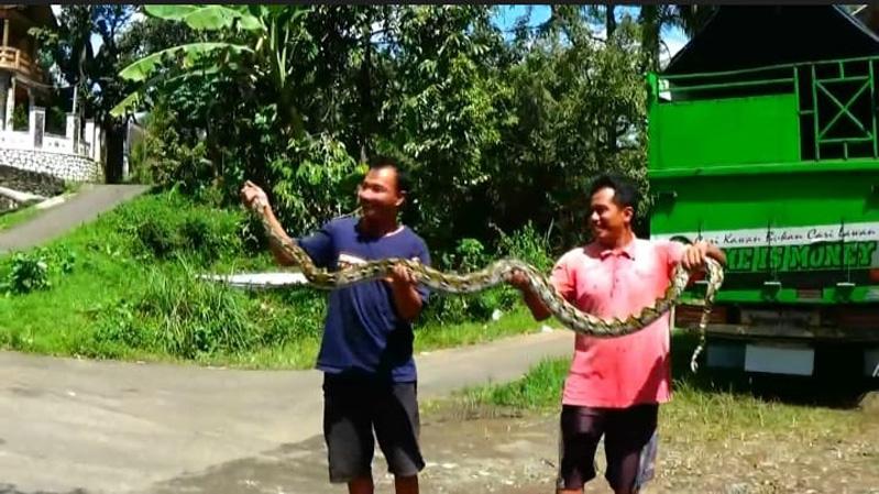 Menegangkan Warga Banjarnegara Tangkap Ular Piton 4 Meter Pemangsa