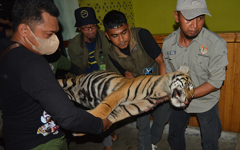 Harimau Sumatera Mati Terkena Jerat Babi - Bagian 2