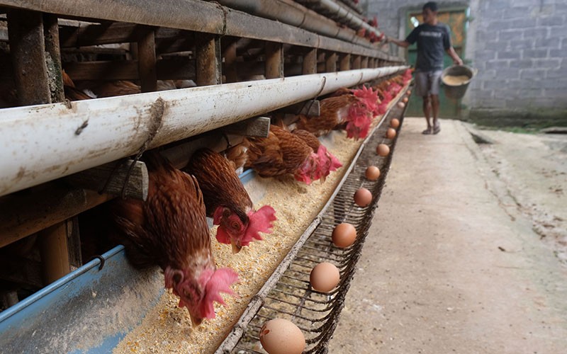 Harga Telur Ayam Meroket Dipicu Musim Hajatan - Bagian 3