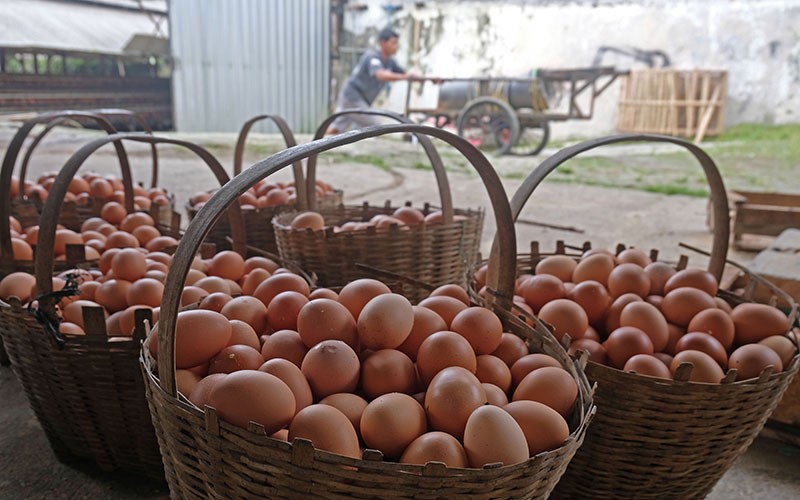 Banyak Hajatan Pernikahan, Harga Telur di Kulonprogo Melambung