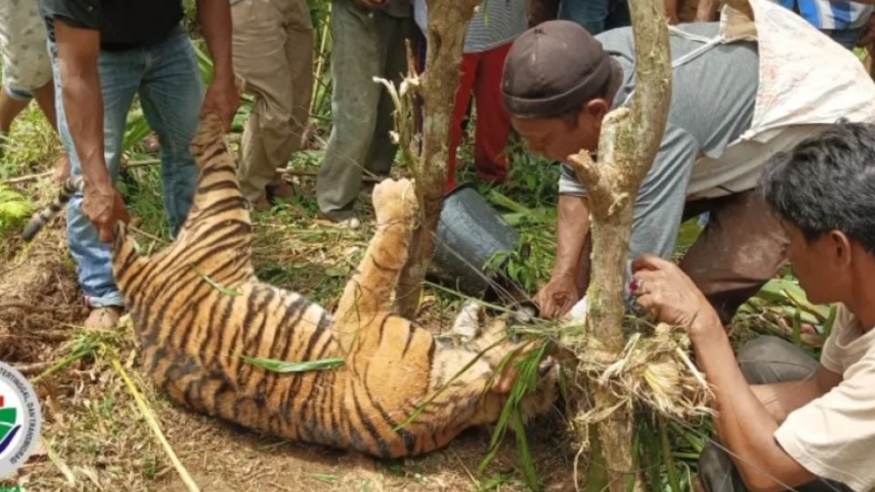 Terkena Jerat Babi, Harimau Sumatera di Pasaman Mati