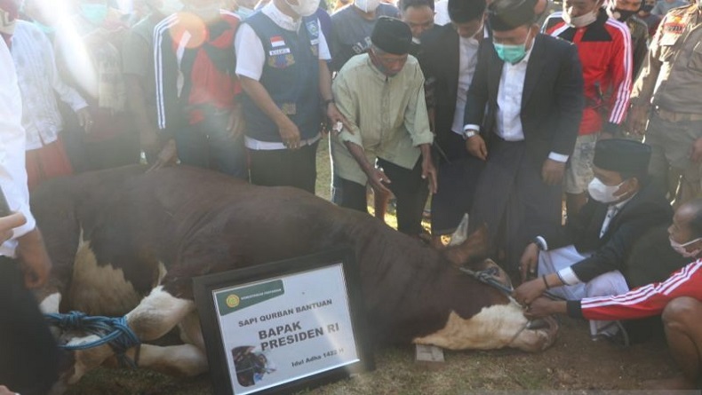 NTB Kirim Usulan 5 Ekor Sapi untuk Hewan Kurban Presiden Jokowi, Berat Minimal 800 Kg