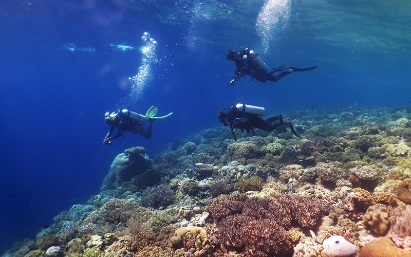 Potret Wisatawan Asing Menyelami Keindahan Bawah Laut Pulau Tomia Wakatobi - Bagian 1