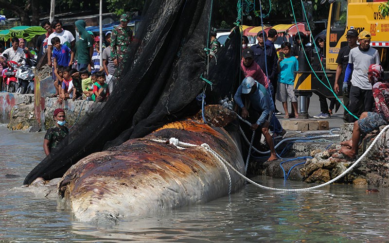 Evakuasi Bangkai Paus Balin di Pantai Kenjeran - Bagian 1