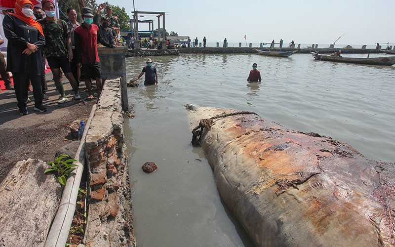 Evakuasi Bangkai Paus Balin di Pantai Kenjeran - Bagian 3