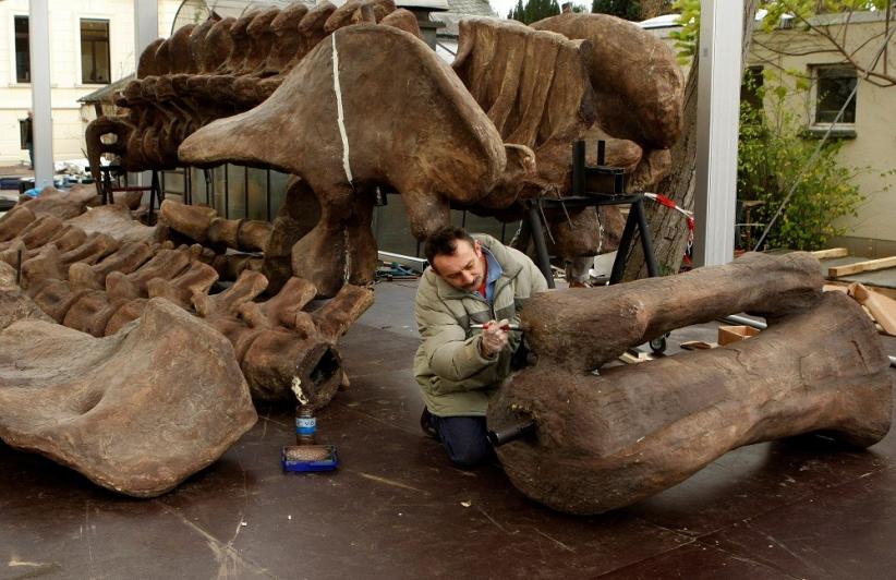 Spesies Baru Dinosaurus Raksasa Ditemukan Di Argentina Berat Capai 50 Ton