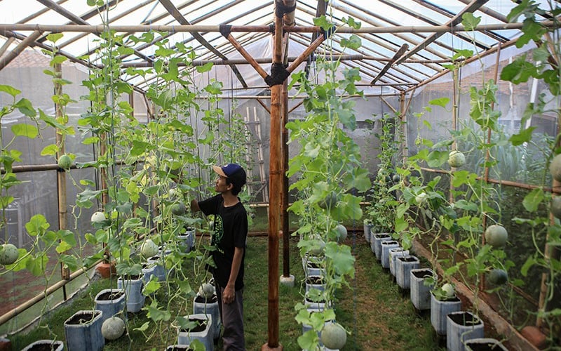 Budi Daya Beragam Jenis Melon di Tengah Kota Tangerang - Bagian 1