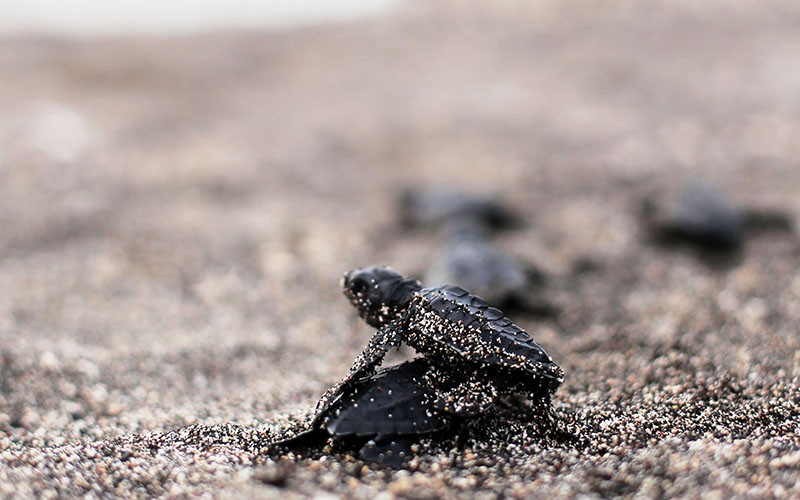 Puluhan Ekor Tukik Dilepas ke Pantai Tobololo Ternate - Bagian 1