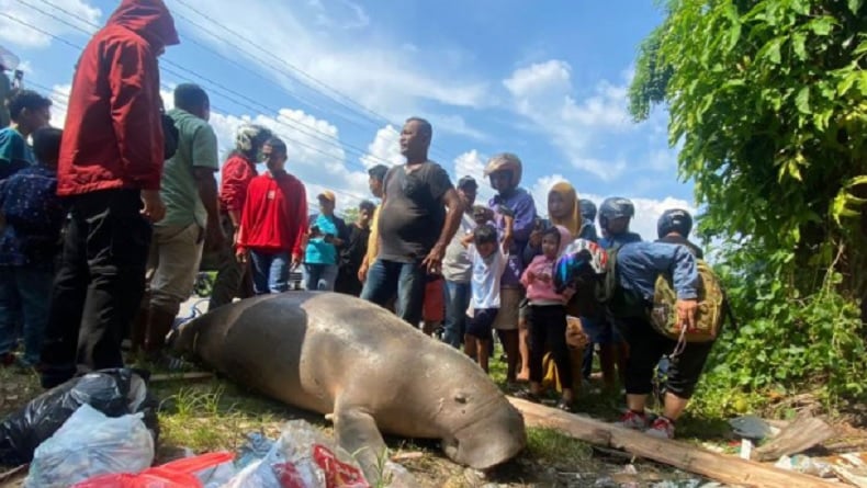 Warga Ambon Dikejutkan dengan Bangkai Duyung Berukuran Besar di Pesisir Pantai Pasar Minggu
