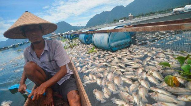 15,2 Ton Ikan di Danau Maninjau Mati, Petani Rugi Rp380 Juta