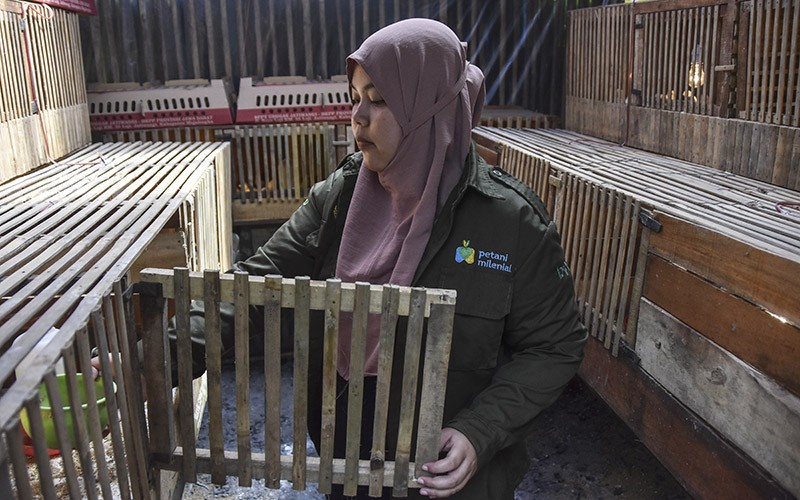 Potret Petani Milenial Ternak Ayam Sentul Sejak 2017 - Bagian 2