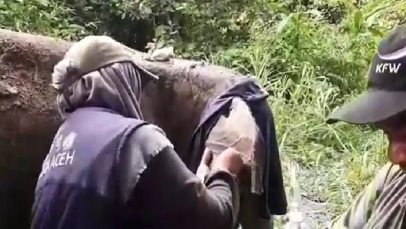 Tragis, Gajah Liar Luka Parah Terkena Jerat Rusa di Aceh