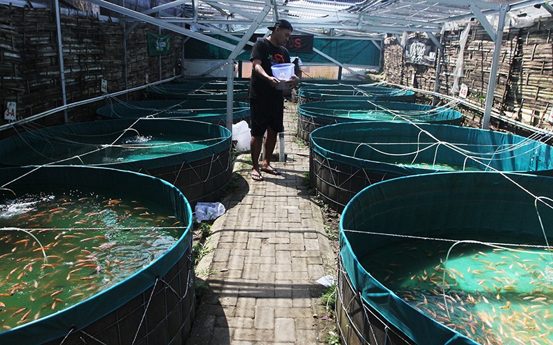 Petani Budi Daya Ikan Nila Merah Raup Cuan dengan Sistem Bioflok - Bagian 3