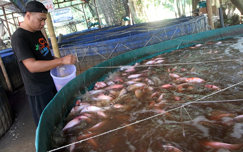 Petani Budi Daya Ikan Nila Merah Raup Cuan dengan Sistem Bioflok - Bagian 1