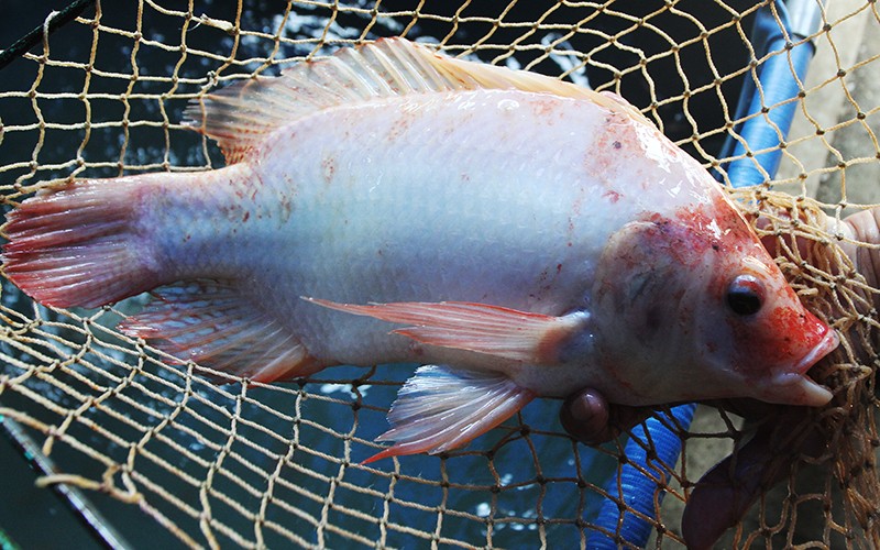 Petani Budi Daya Ikan Nila Merah Raup Cuan dengan Sistem Bioflok - Bagian 2